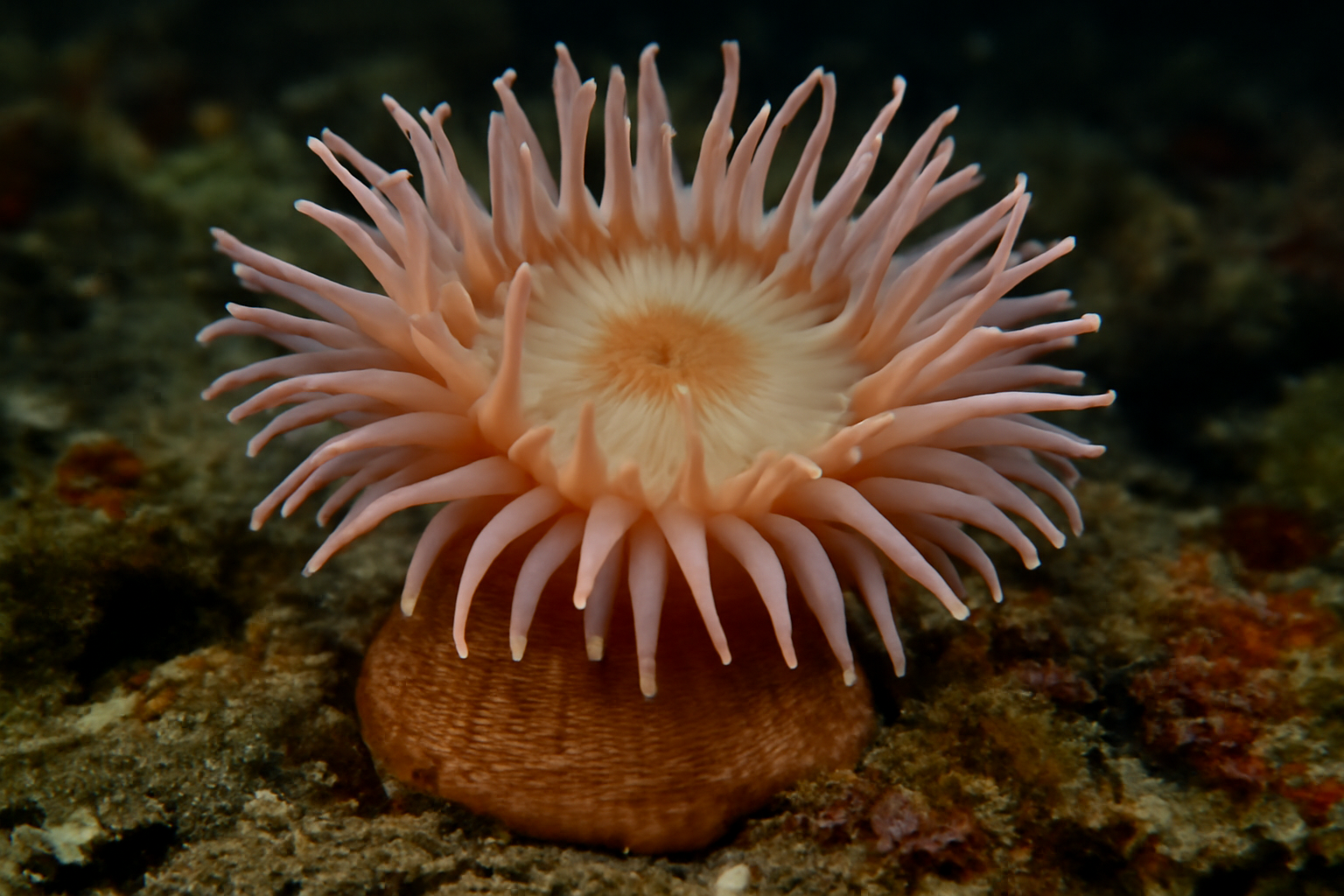 Northern Sea Anemone