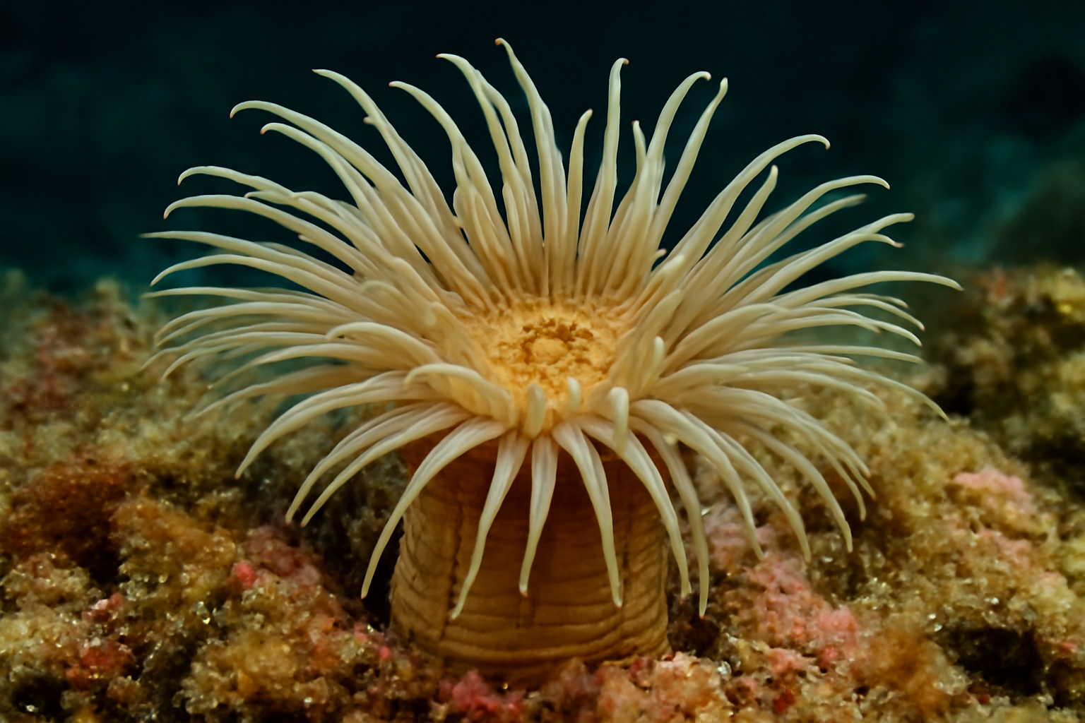 Mediterranean Sagartiogeton