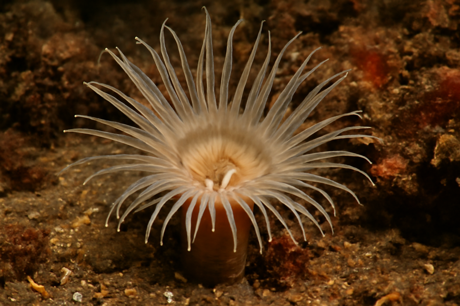 Atlantic Sagartiogeton