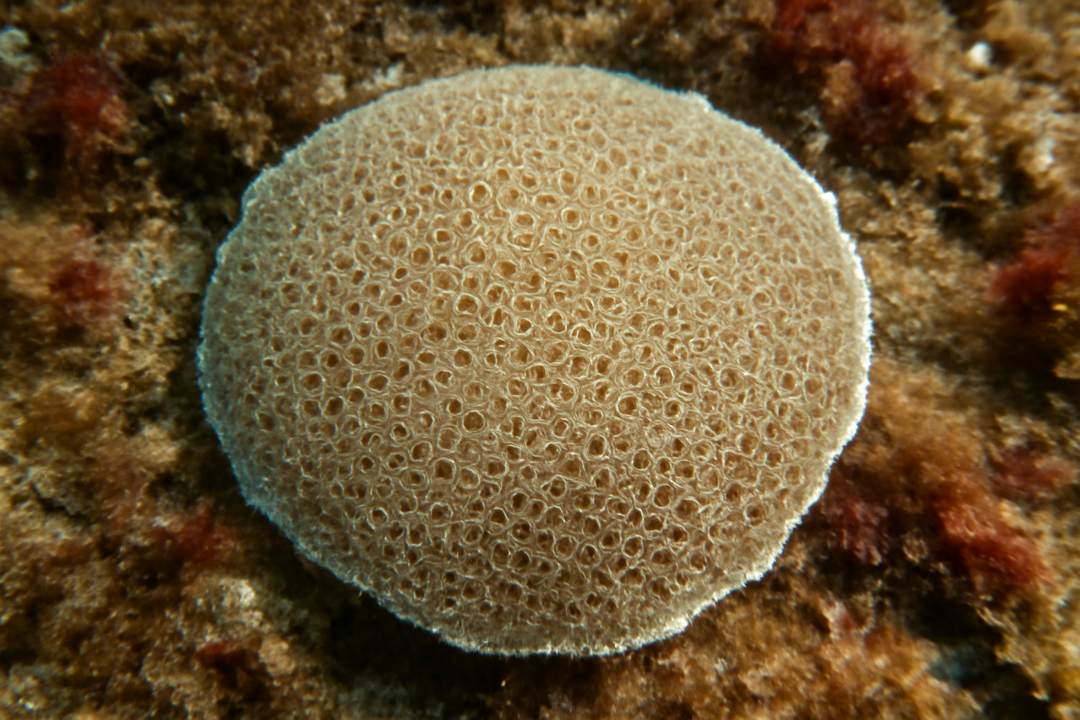Sea Mat