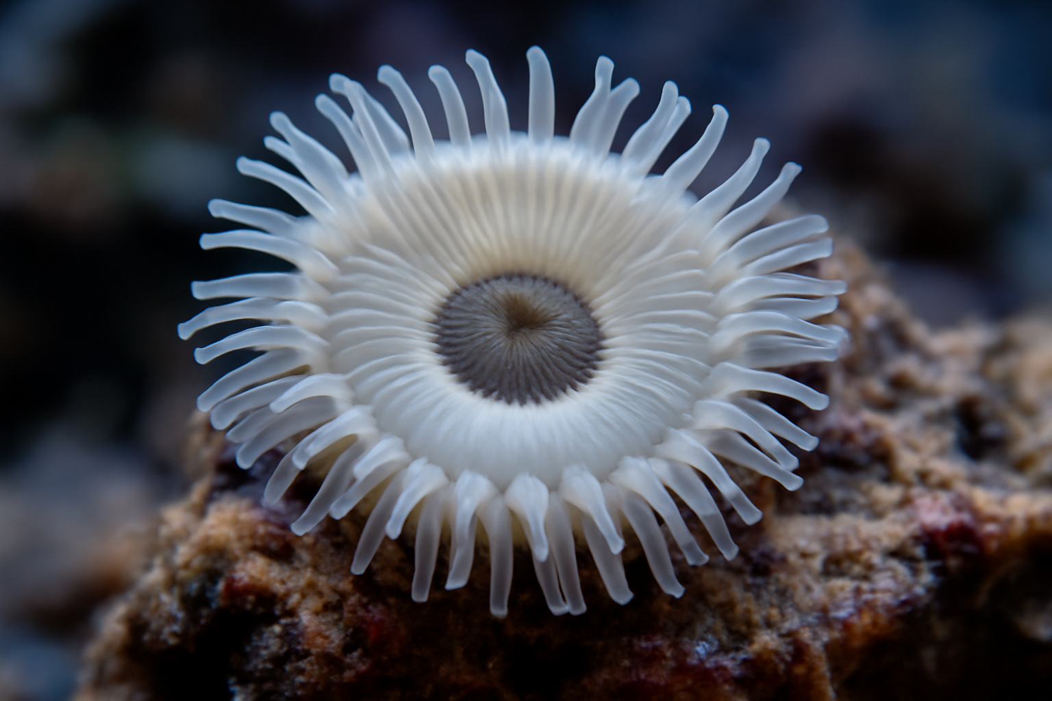 Ghost Zoanthid