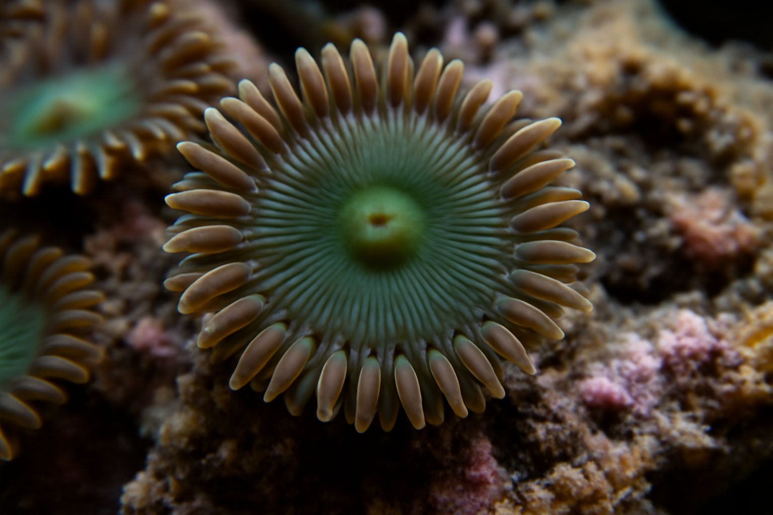 Button polyp