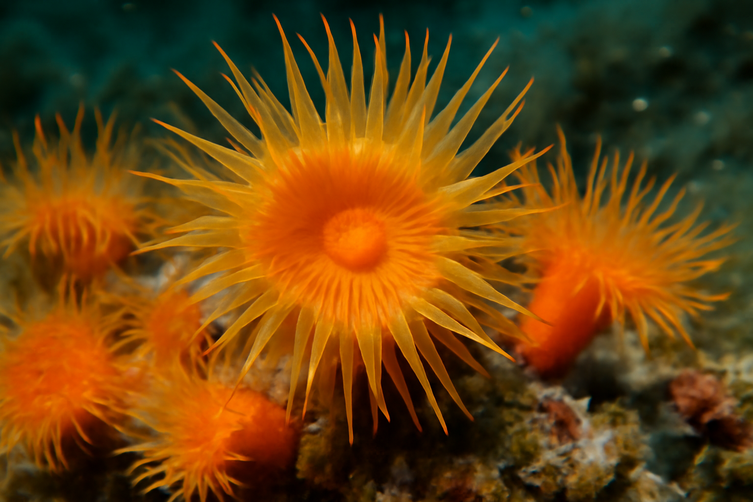 Giant sun polyp