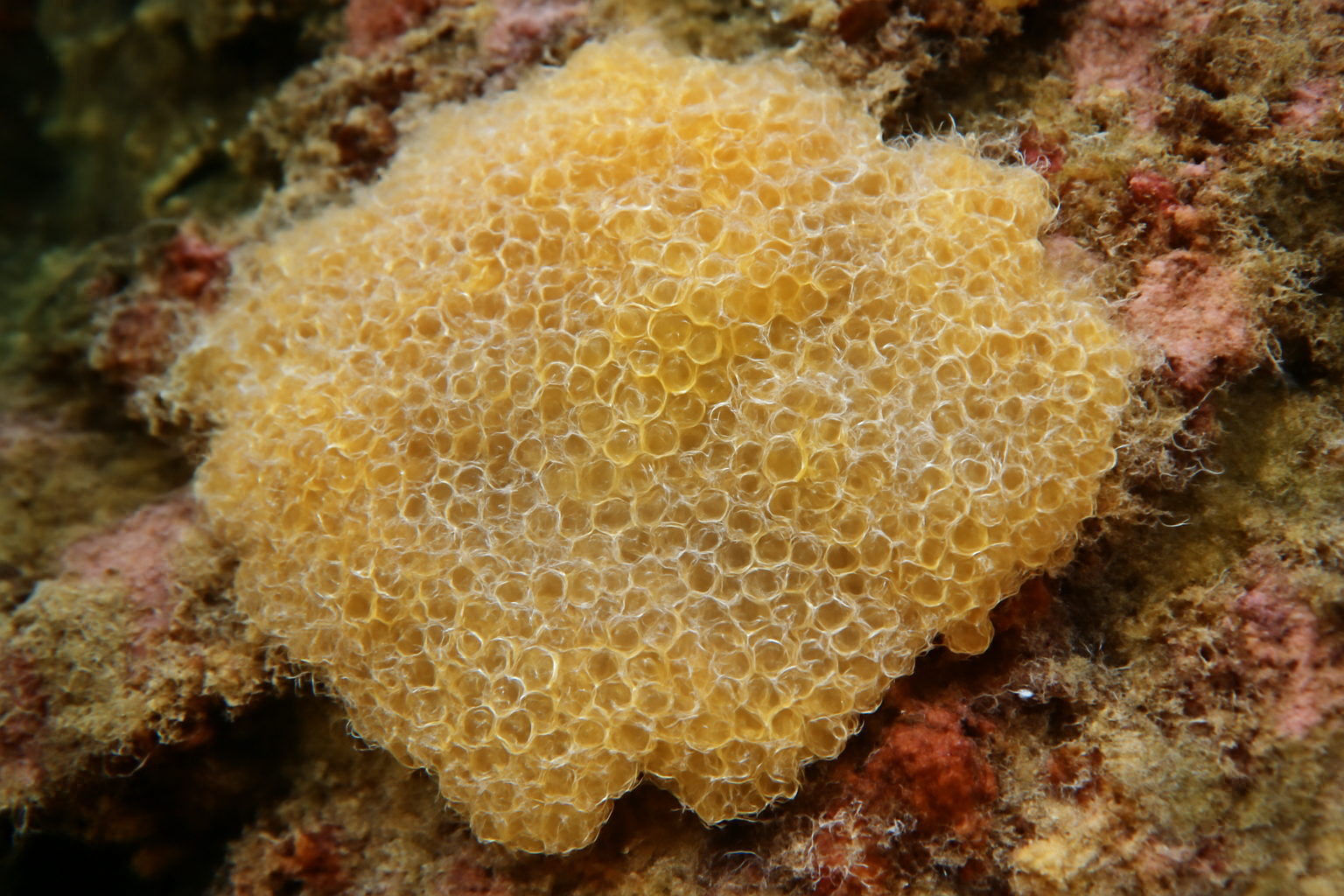 Encrusting sea mat