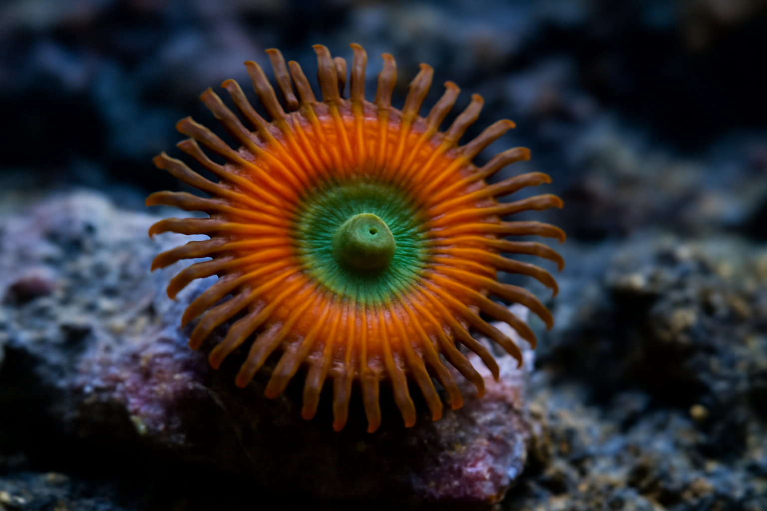 Zoanthid