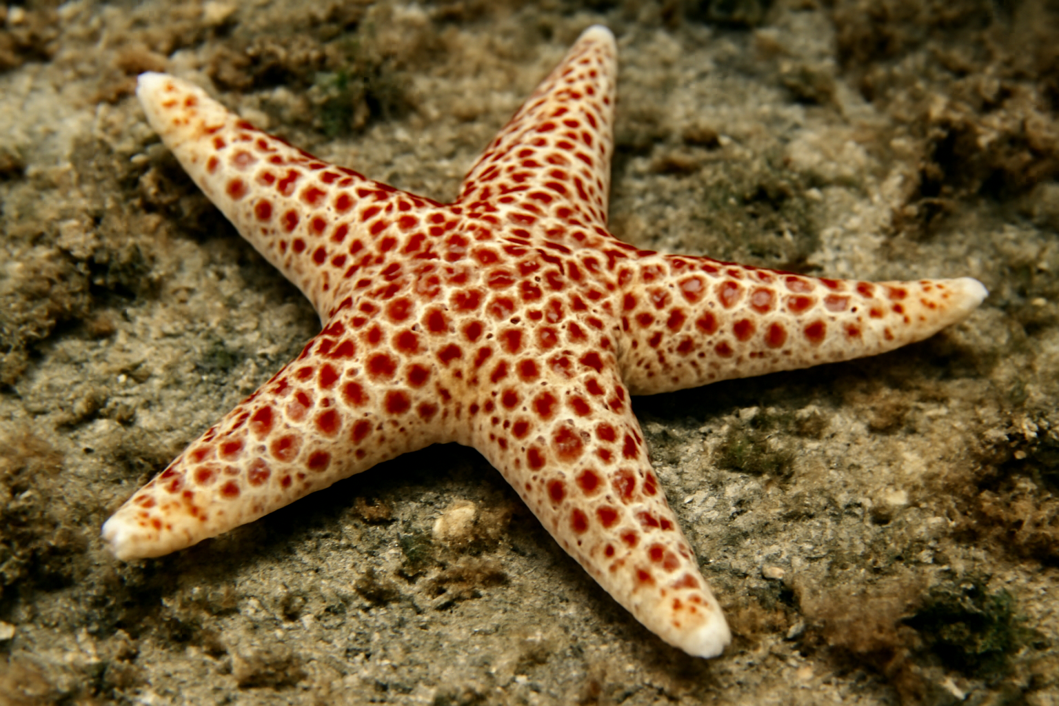 Spotted Sea Star