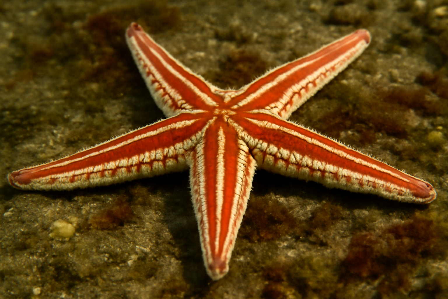 Striped Sea Star