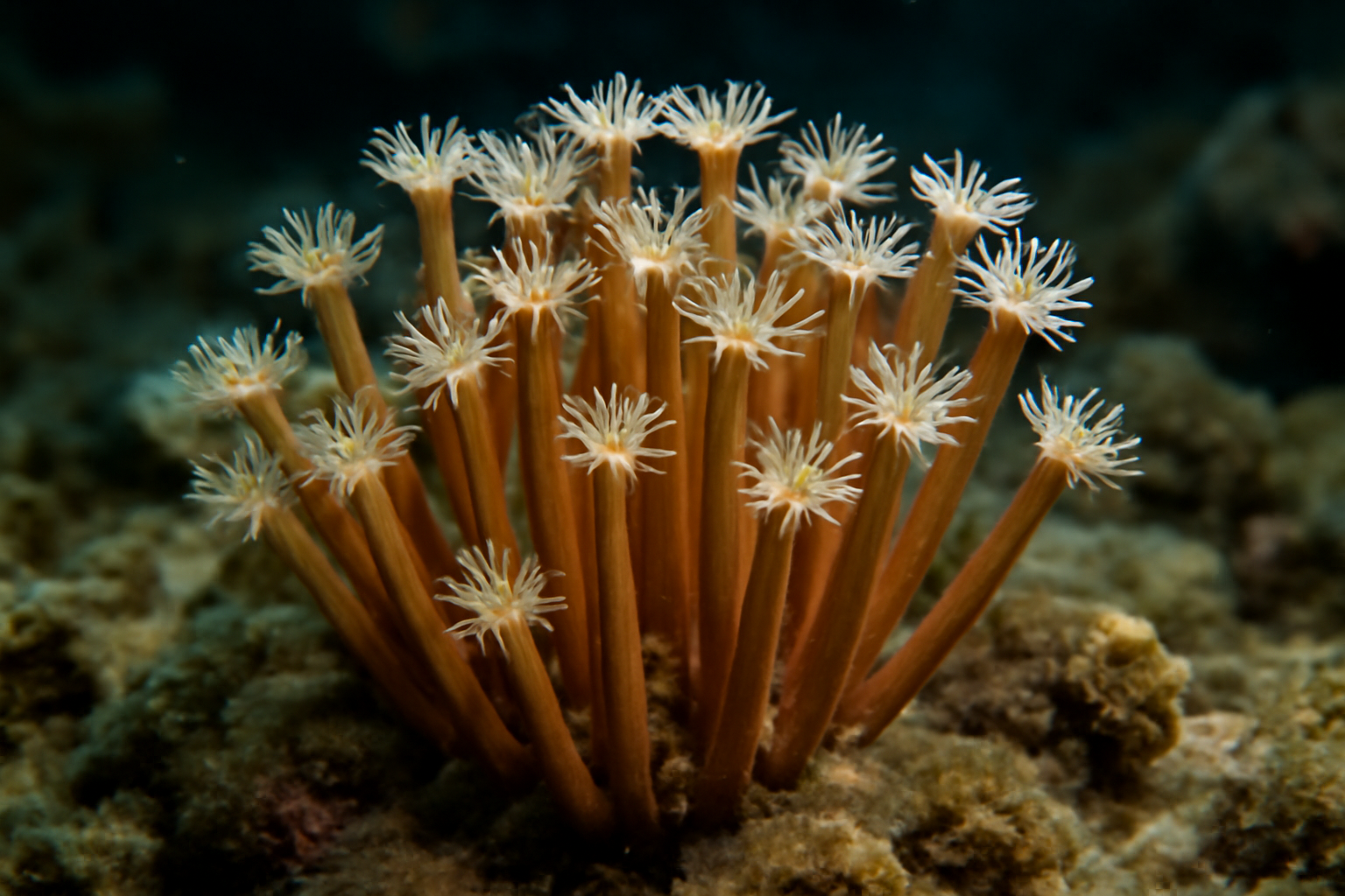 Stick Polyp Coral
