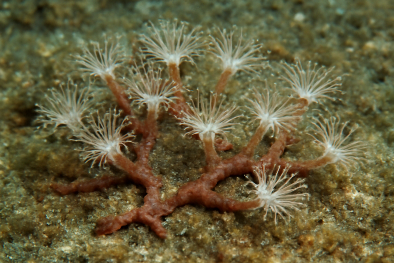 Creeping Polyp Coral