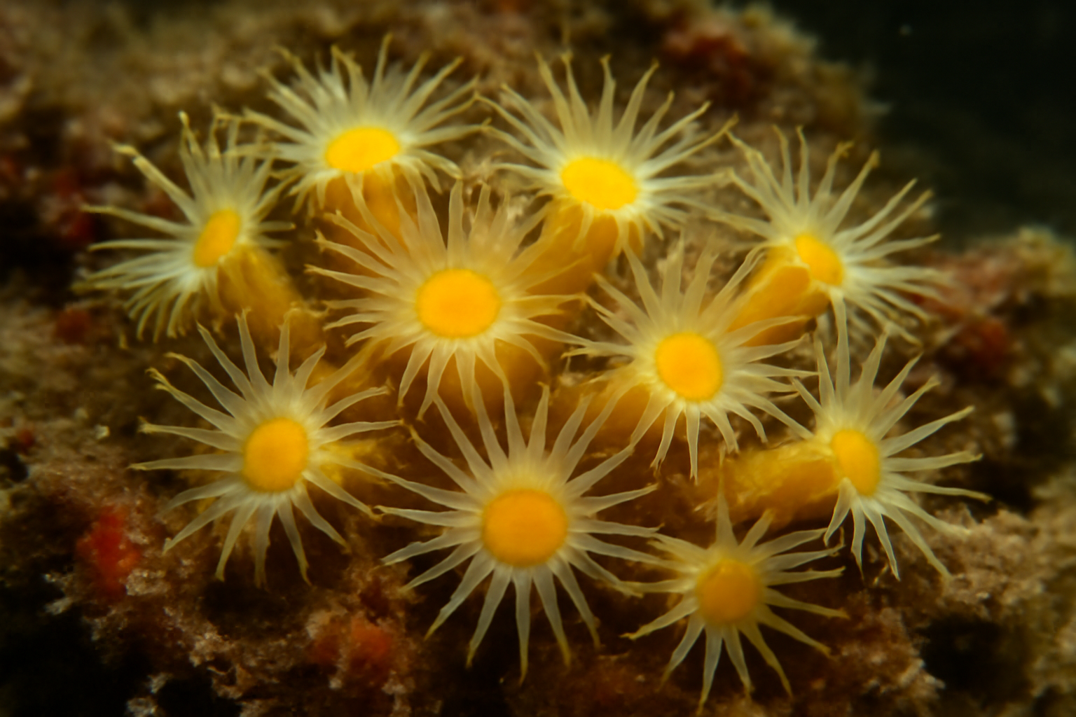 Yellow colony polyp