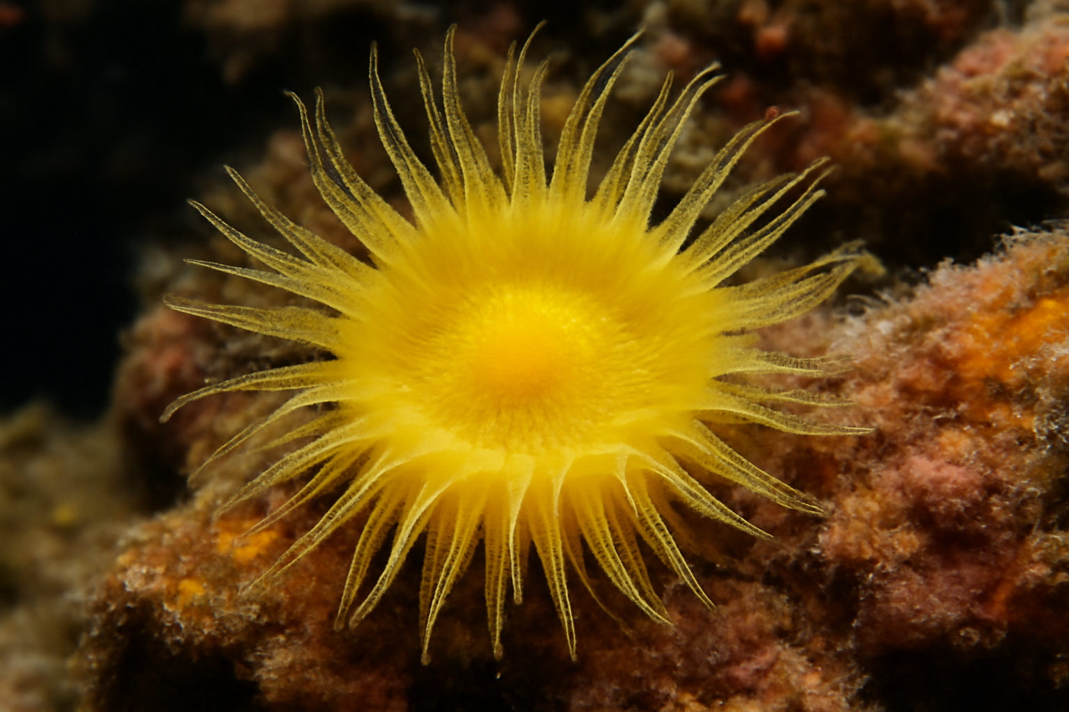 Yellow encrusting anemone