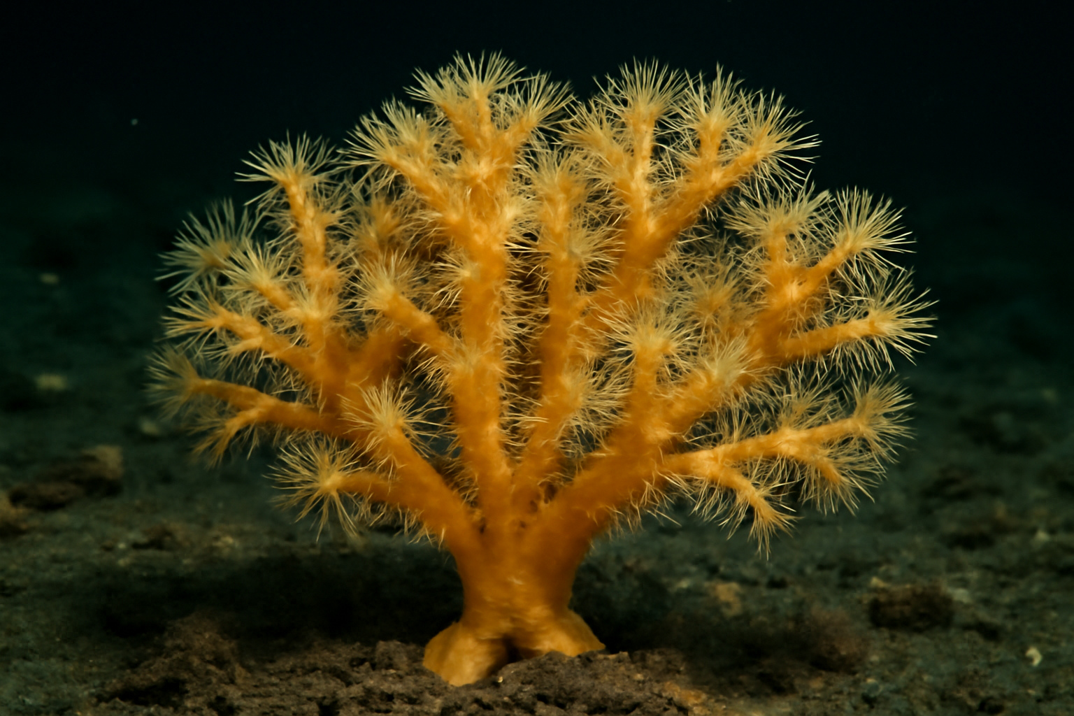 Arctic golden coral