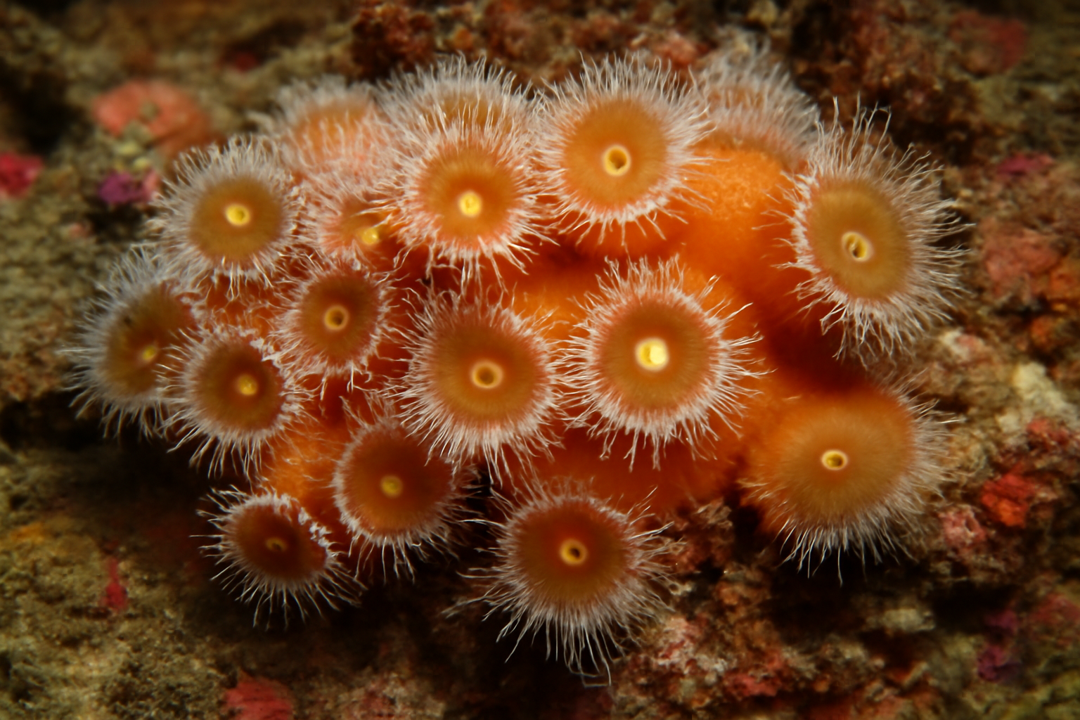 Incrusting Anemone