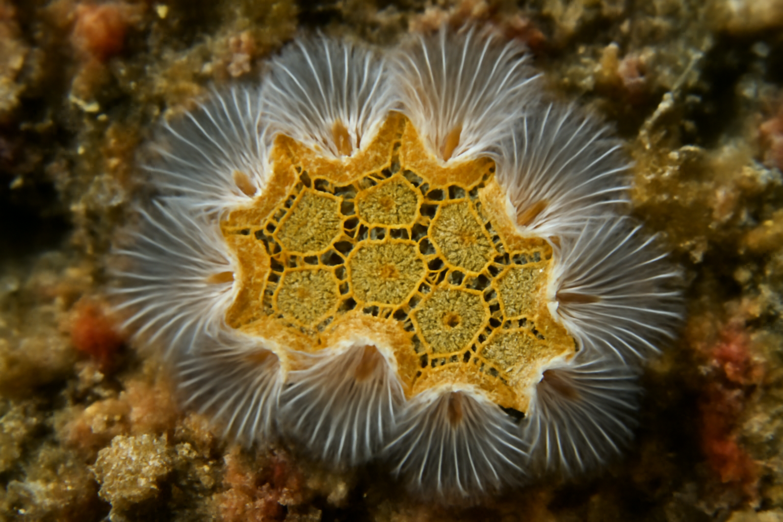 American Sea Mat