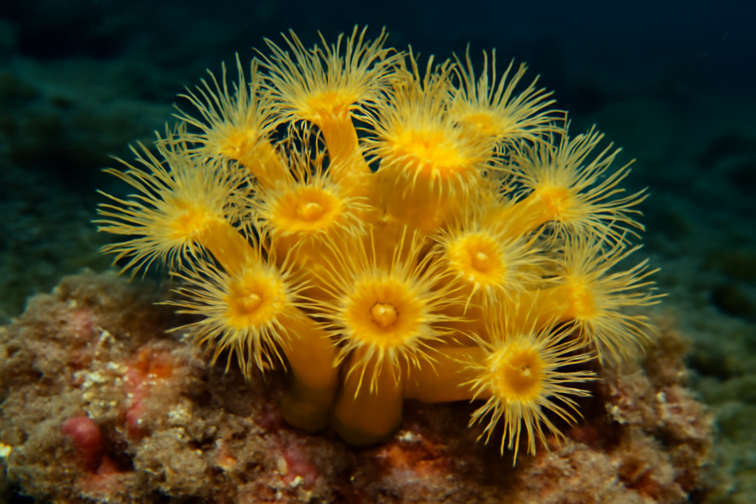 Yellow colonial anemone