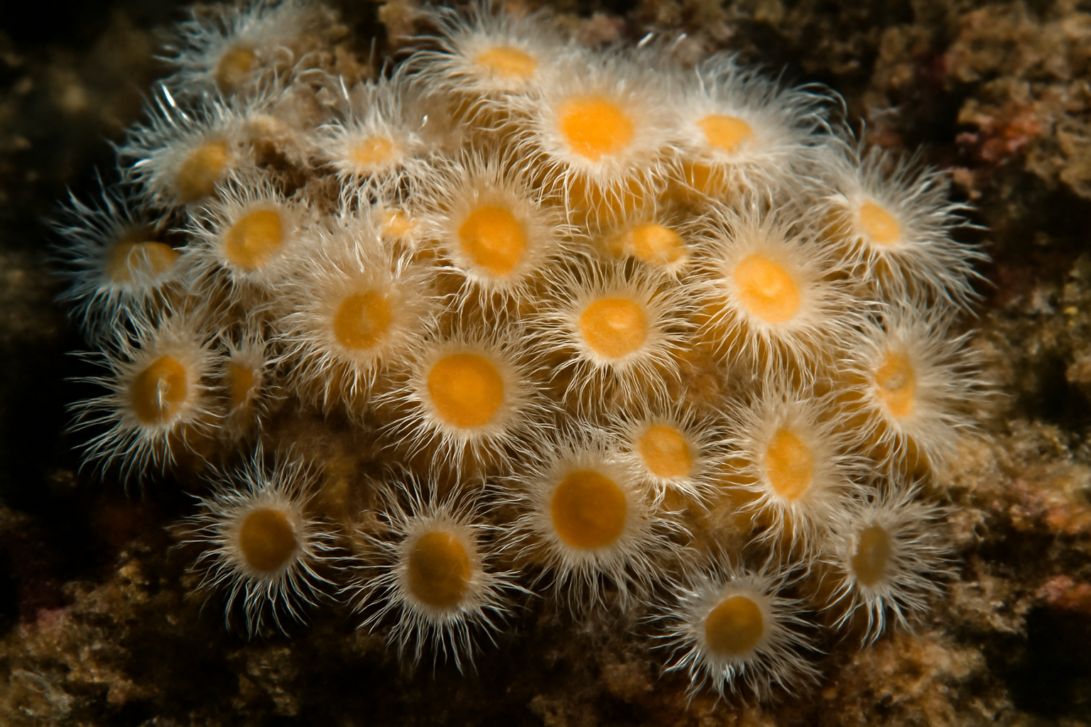 Pacific colonial anemone