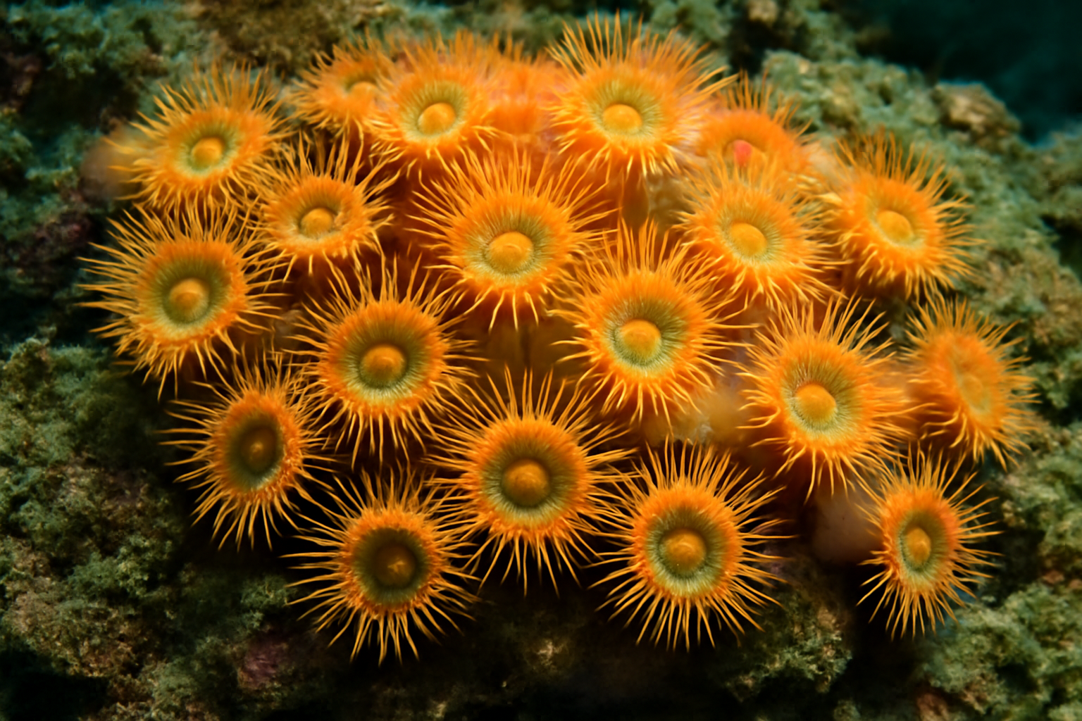 Coral reef colonial anemone