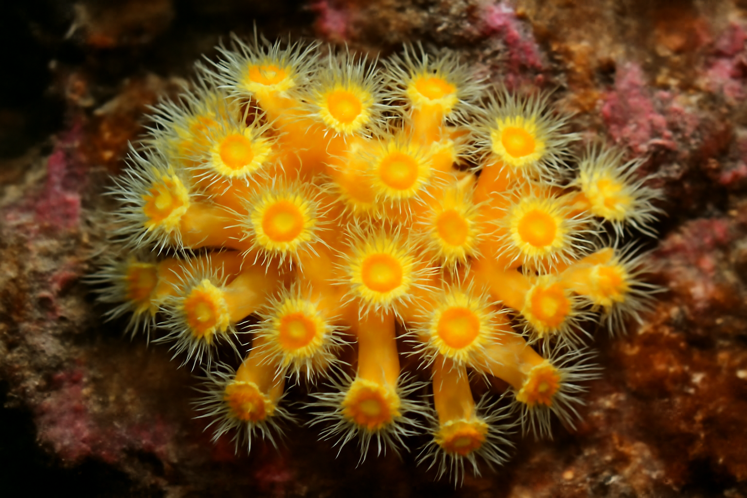Yellow Cluster Anemone