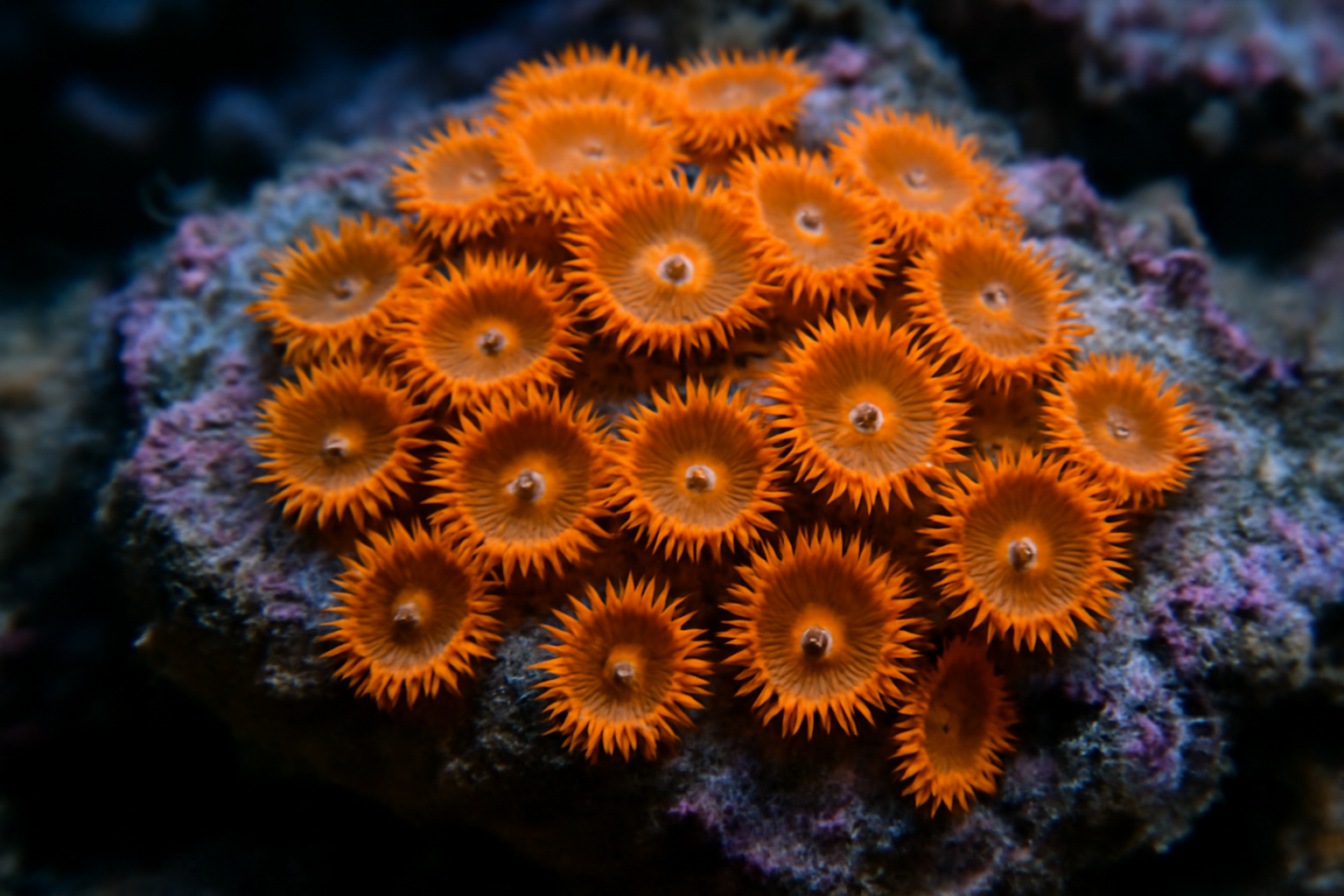 Orange Encrusting Zoanthid