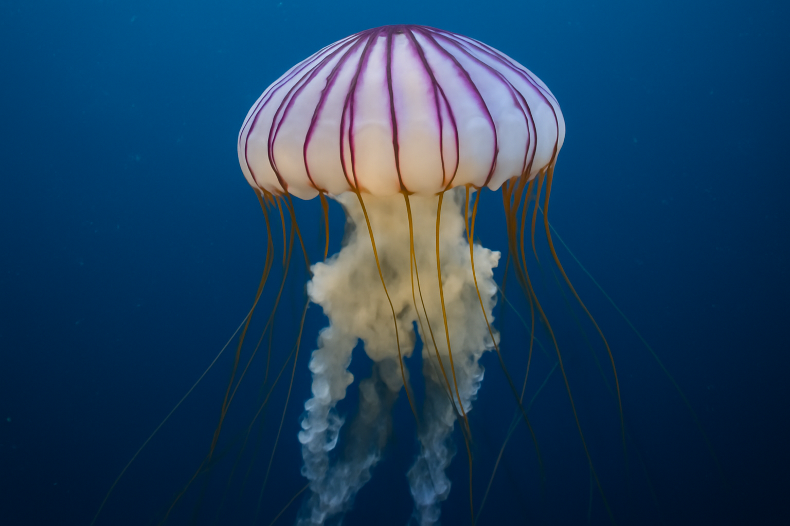 Purple-striped Jelly