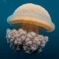 Cauliflower Jellyfish