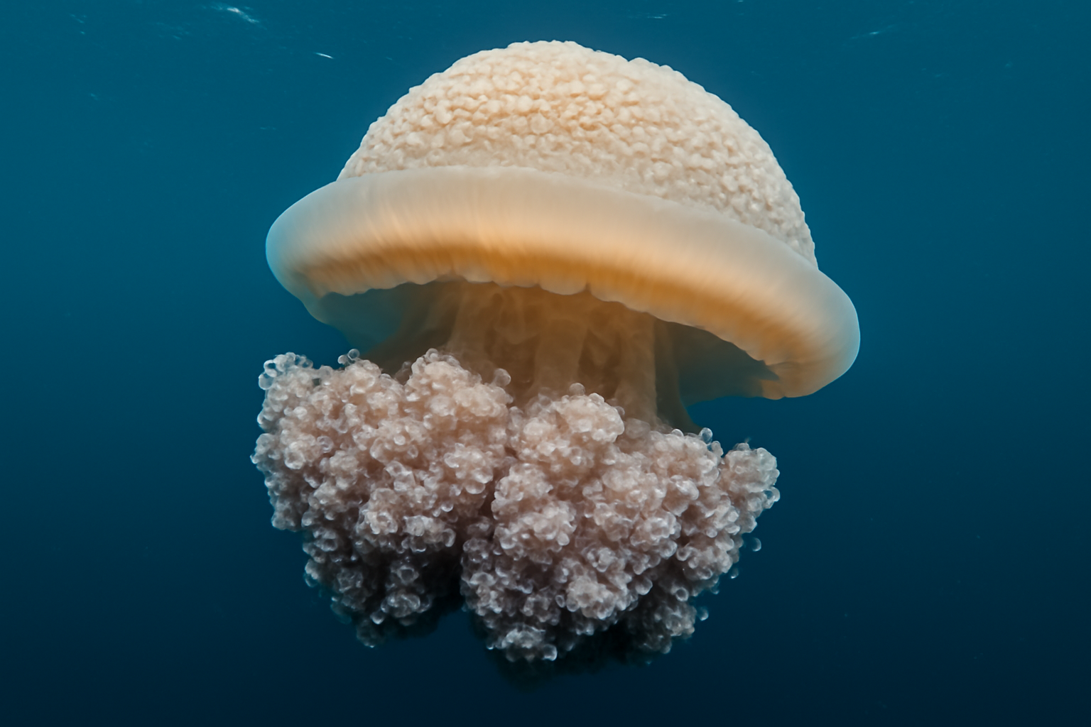Cauliflower Jellyfish