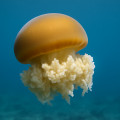 Cabbage Head Jellyfish