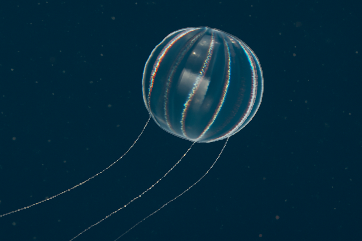 Sea Gooseberry