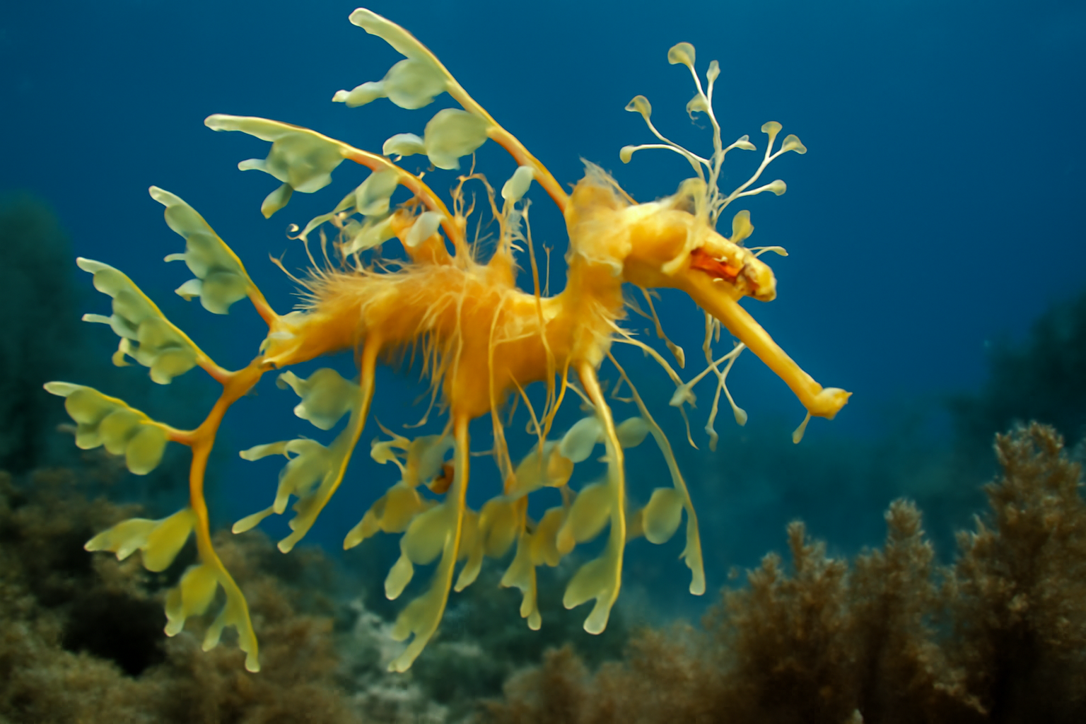 Leafy Sea Dragon