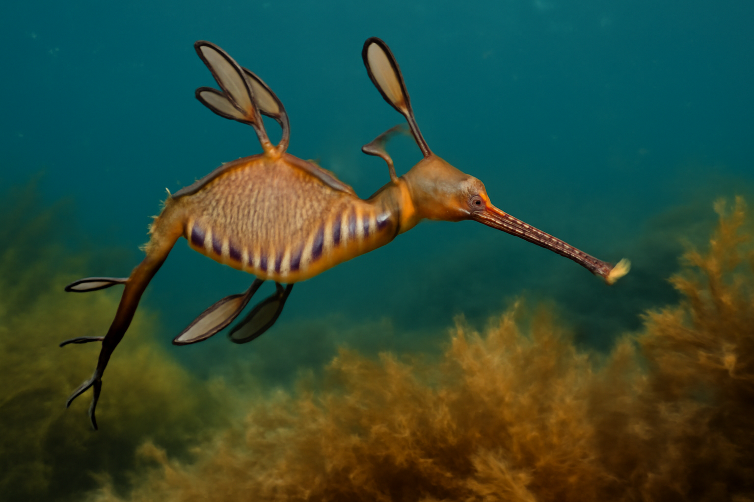 Weedy Sea Dragon