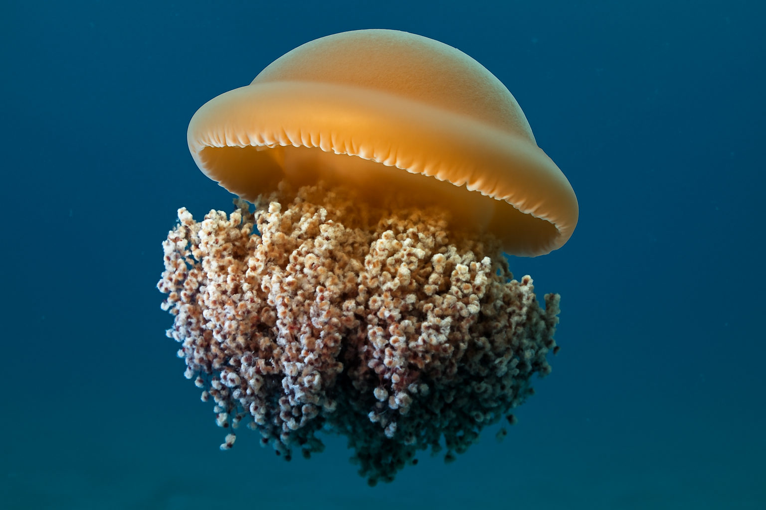 Stinging Cauliflower Jellyfish