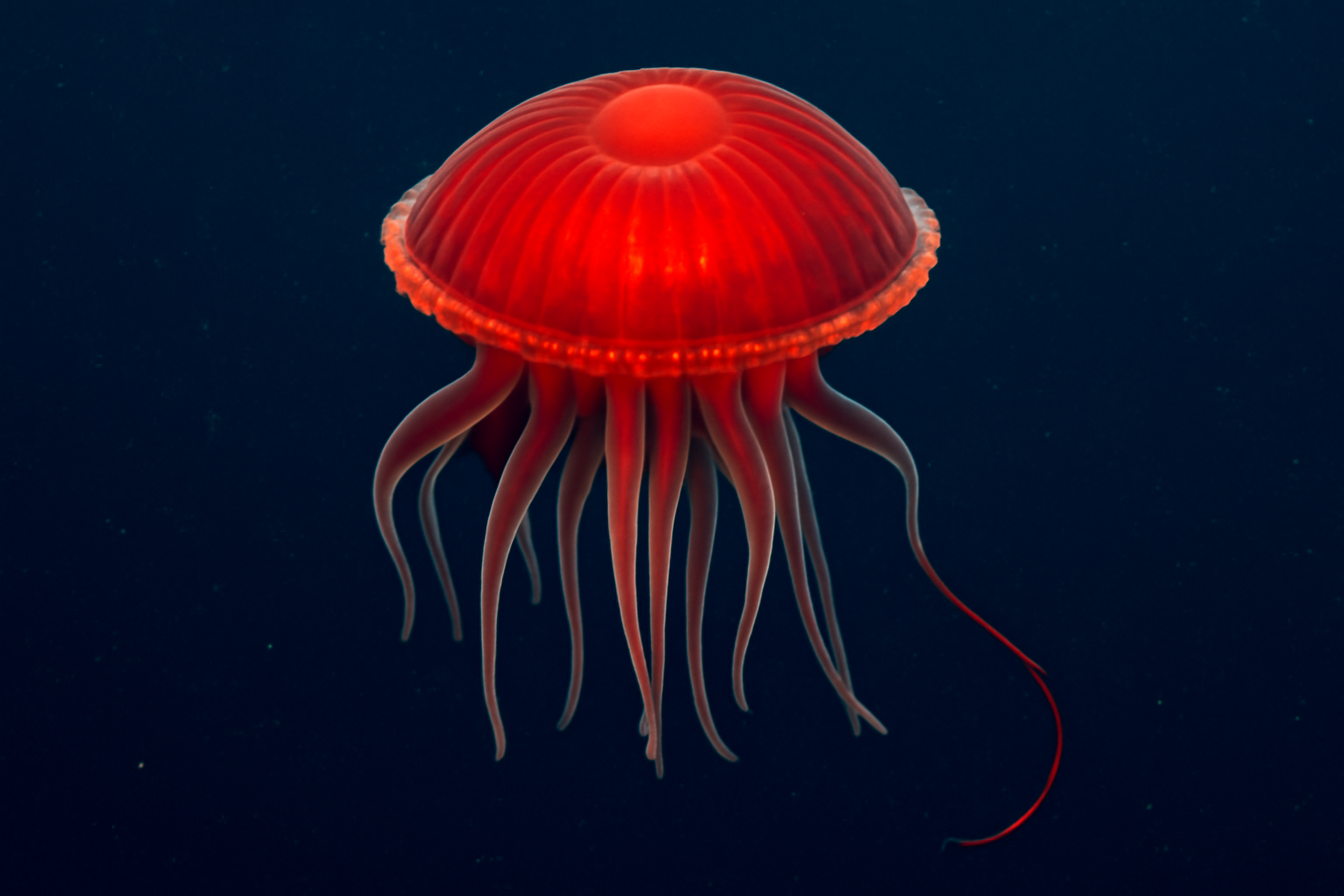 Atolla wyvillei