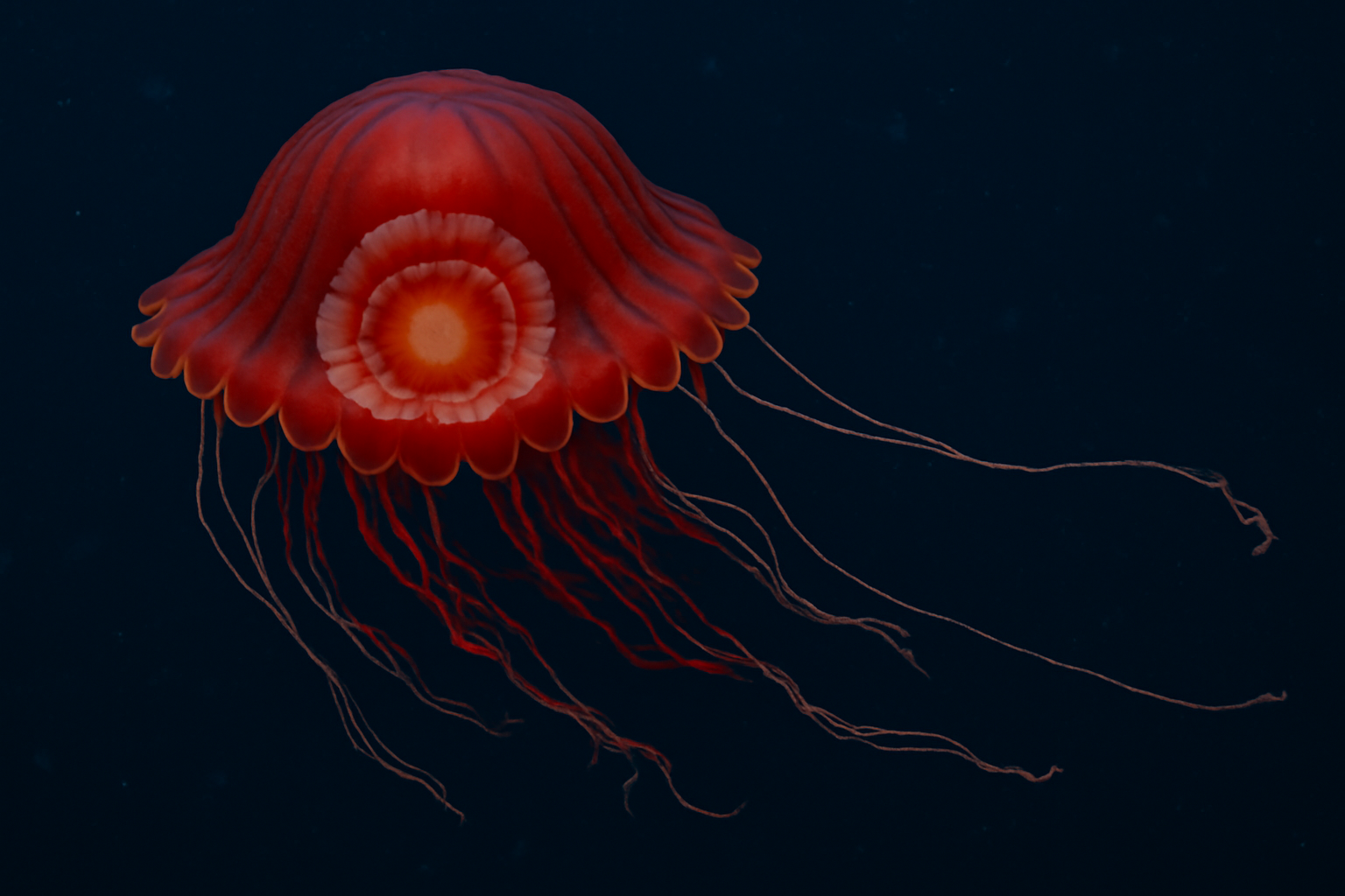 Atolla vanhoeffeni