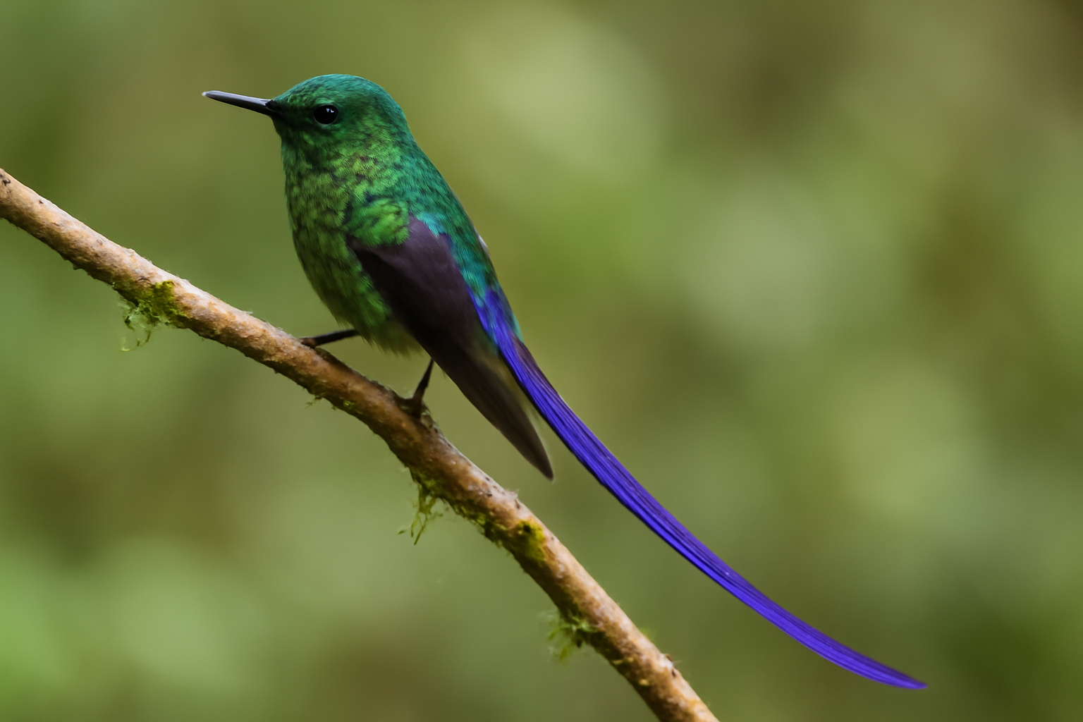 Violet-tailed Sylph