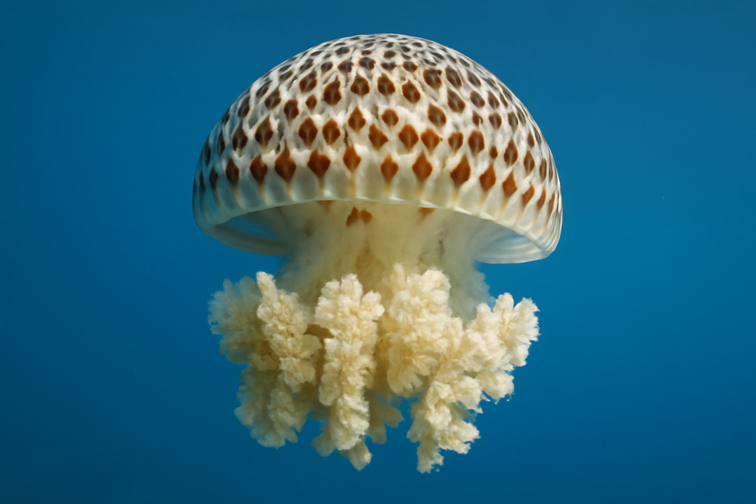 Thimble Jellyfish
