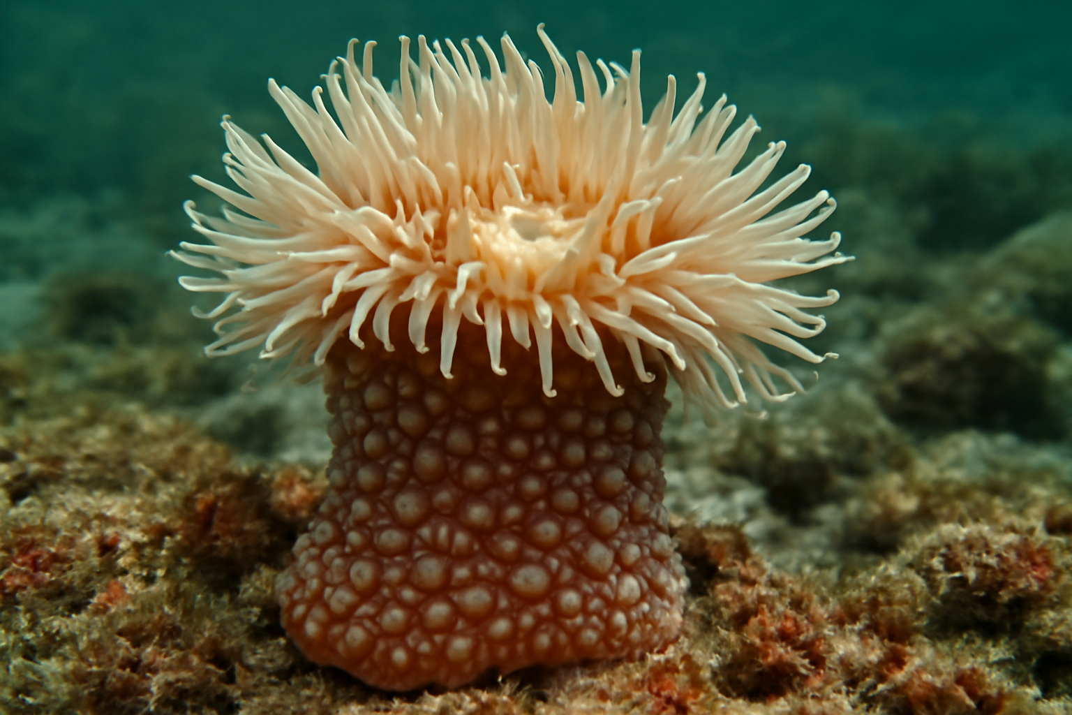 Warty Sea Anemone