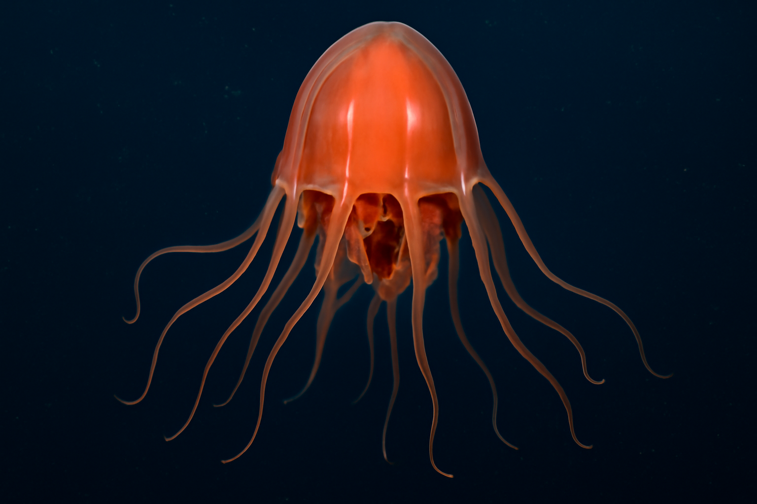 Periphylla capensis