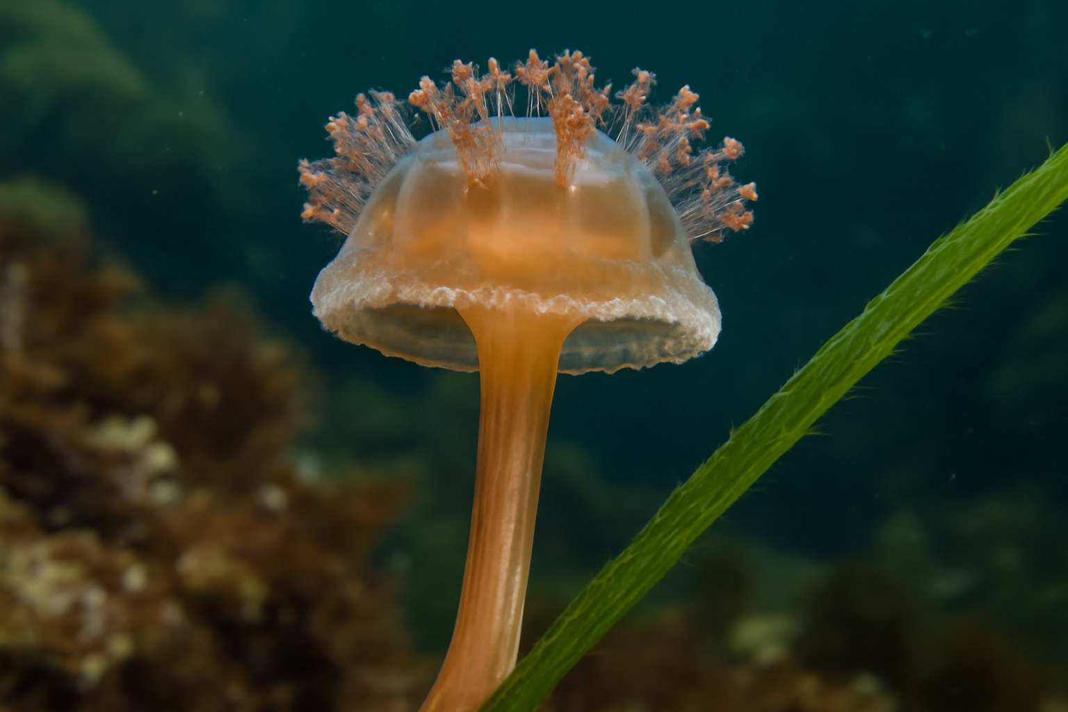Kelp Stalked Jellyfish