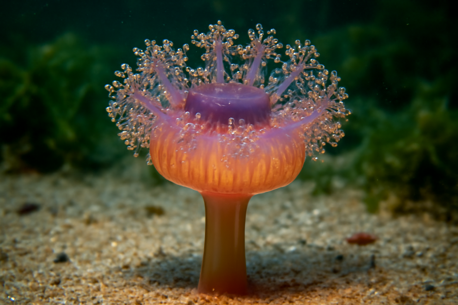 Aurora Stalked Jellyfish