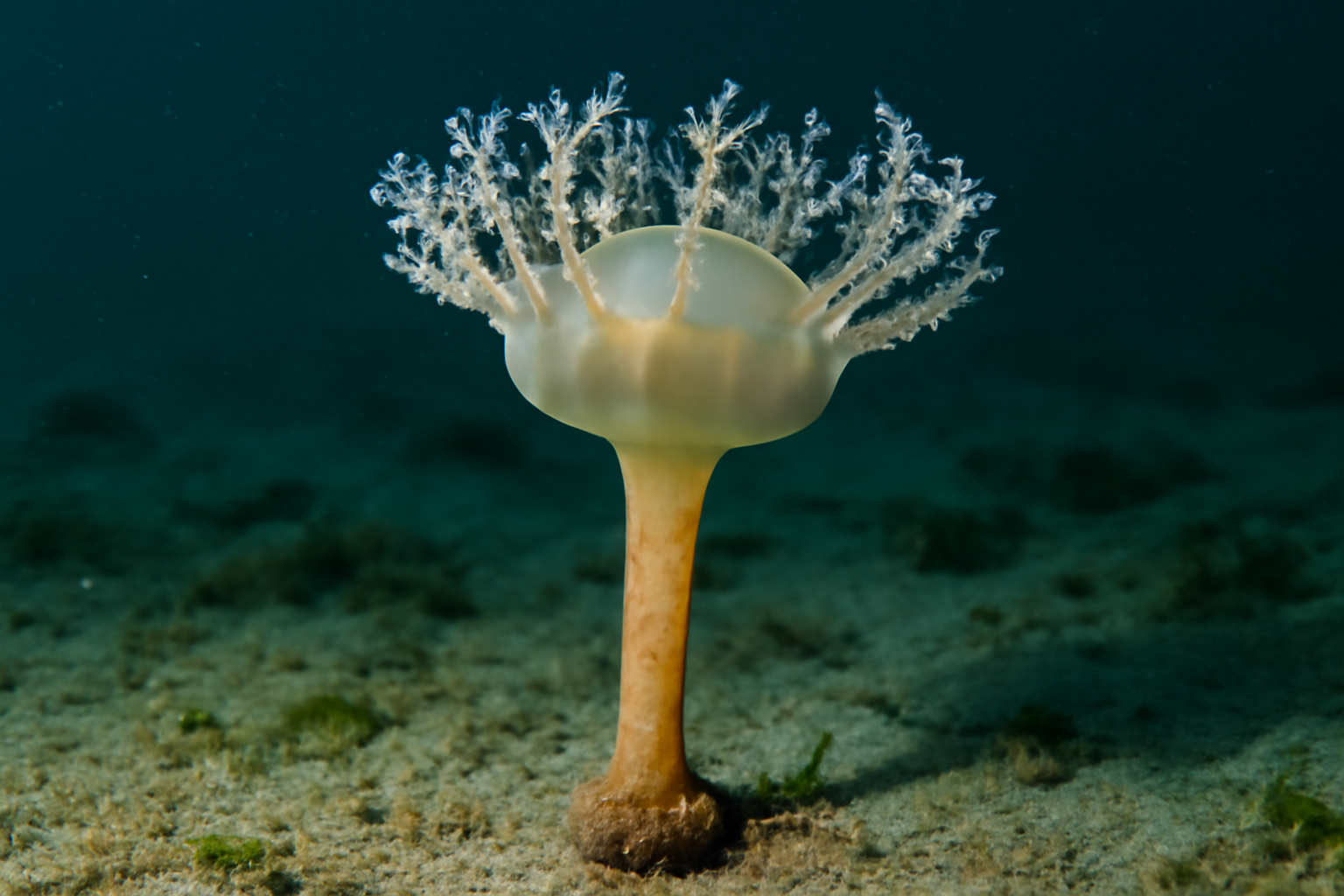 Antarctic Stalked Jellyfish