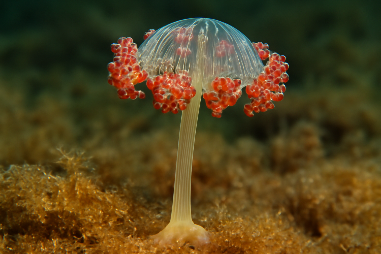 Stalked Jellyfish