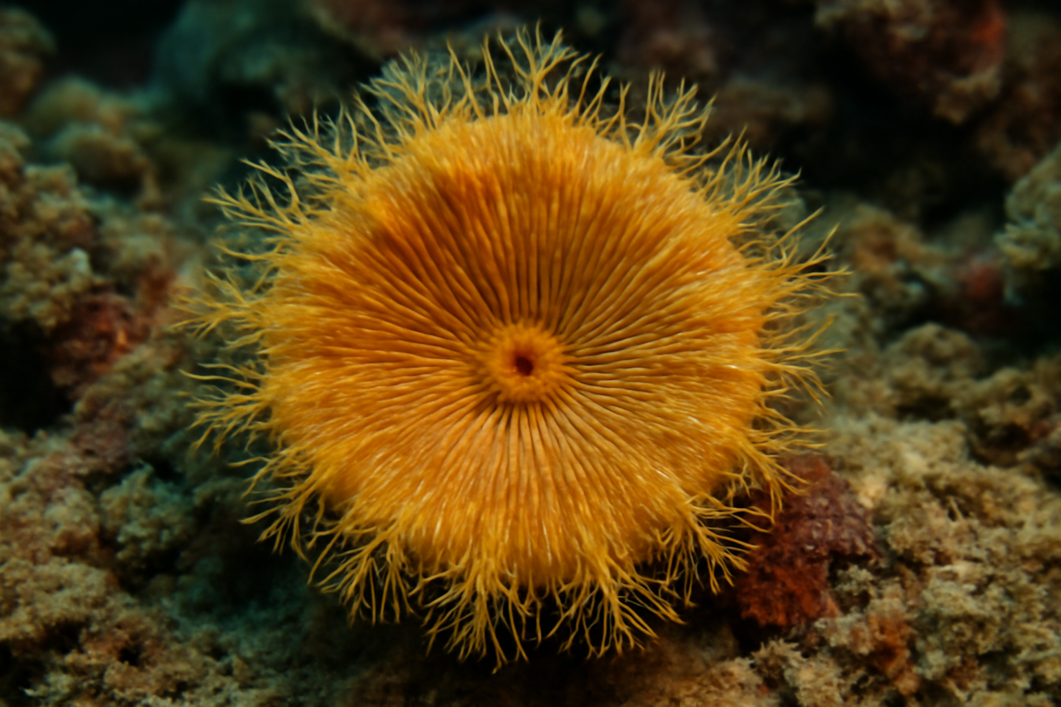 Peacock cup coral