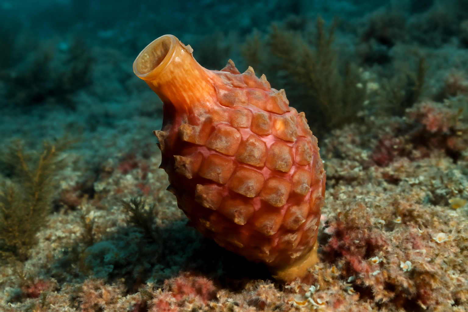European Sea Pineapple