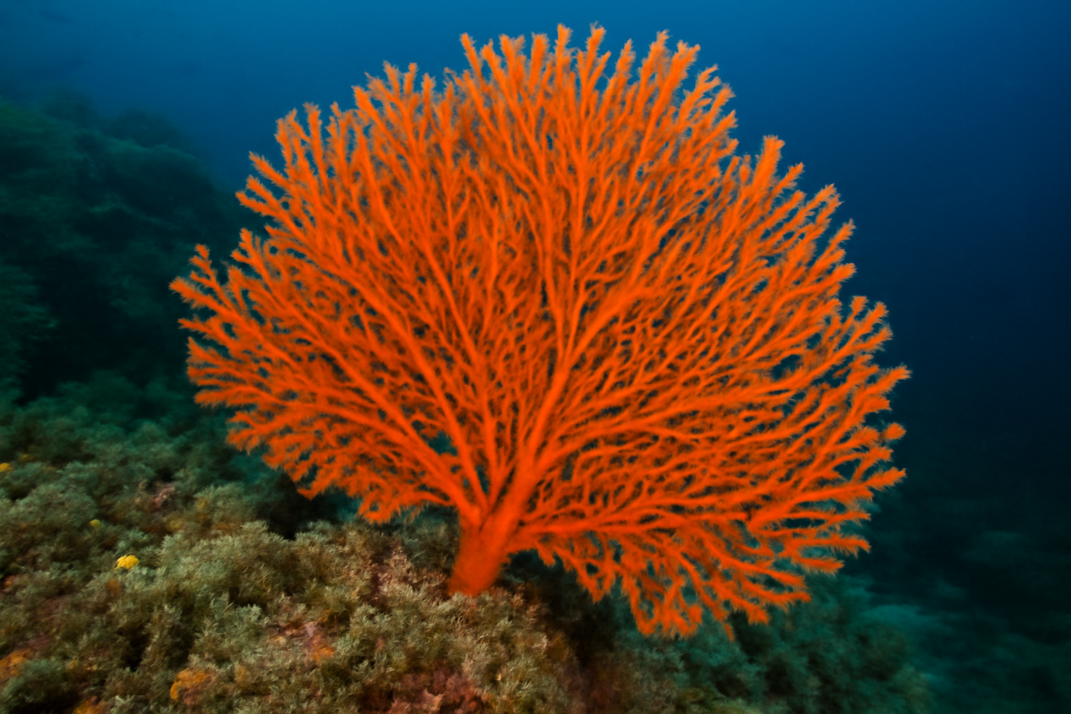 Mediterranean Sea Fan