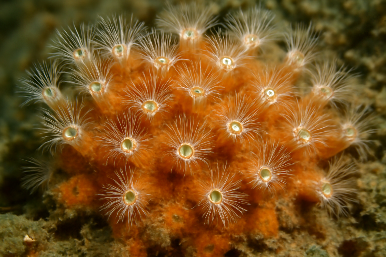 Schizoporella Unicornis