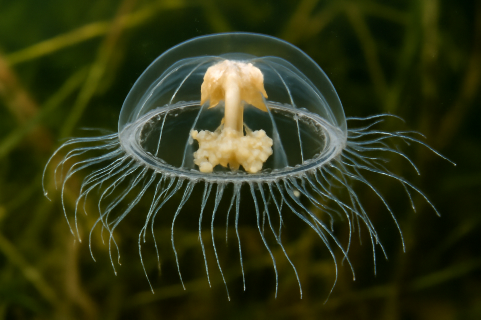 Craspedacusta sowerbyi lankesteri
