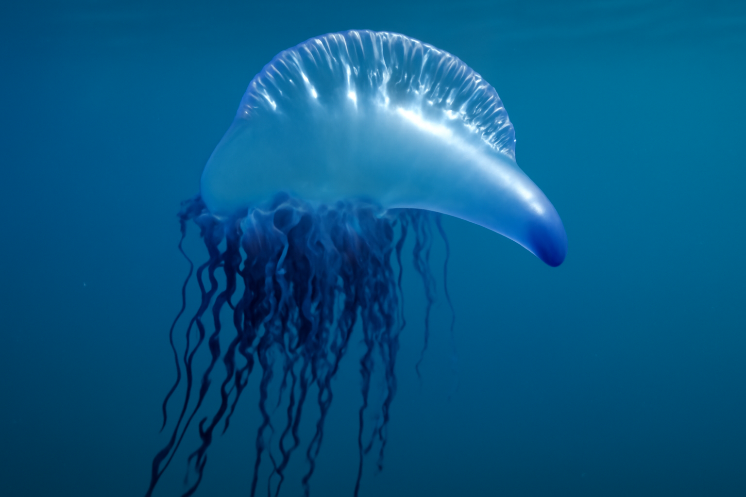 Portuguese Man o' War