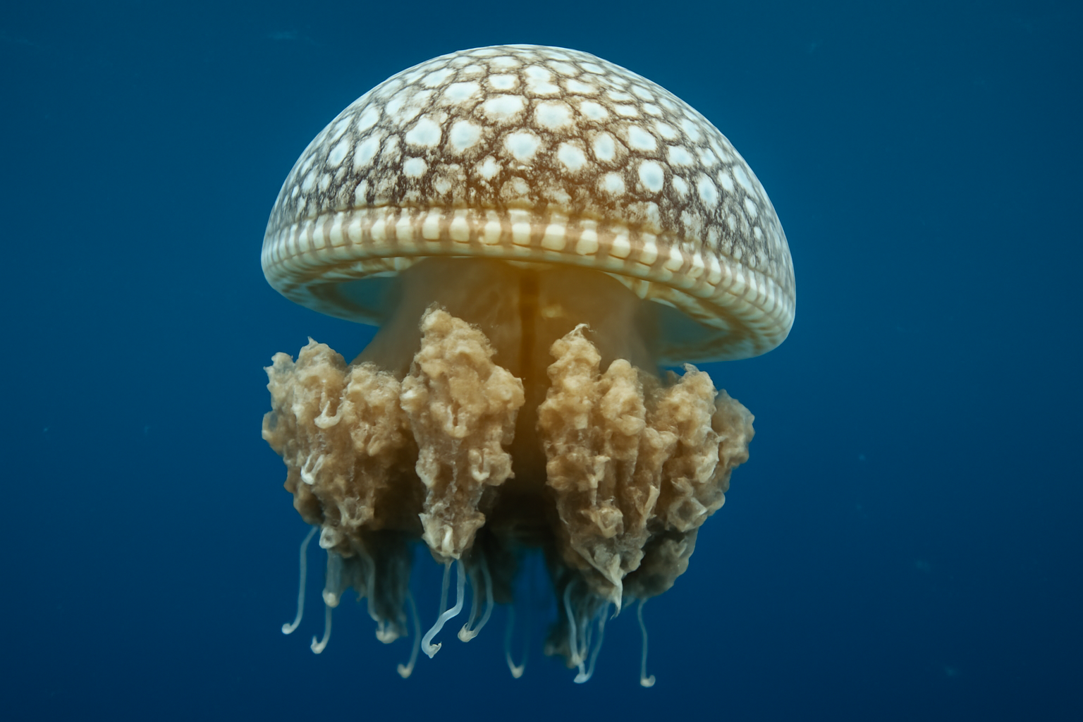 Mosaic Jellyfish