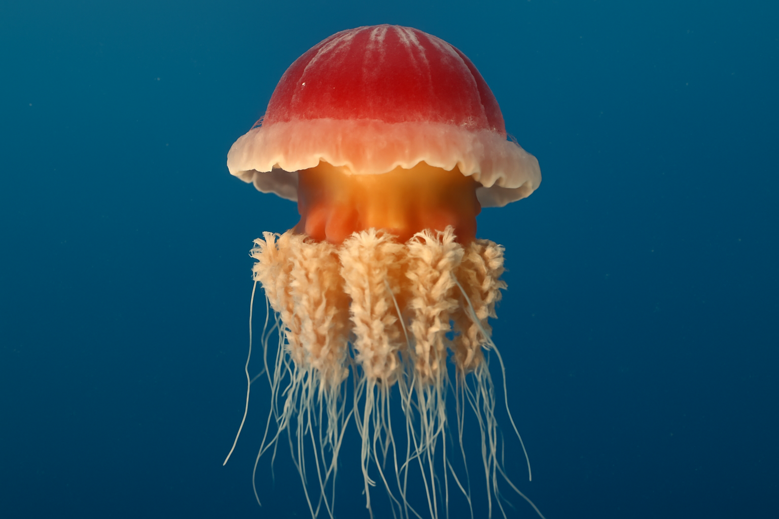Red Crown Jellyfish