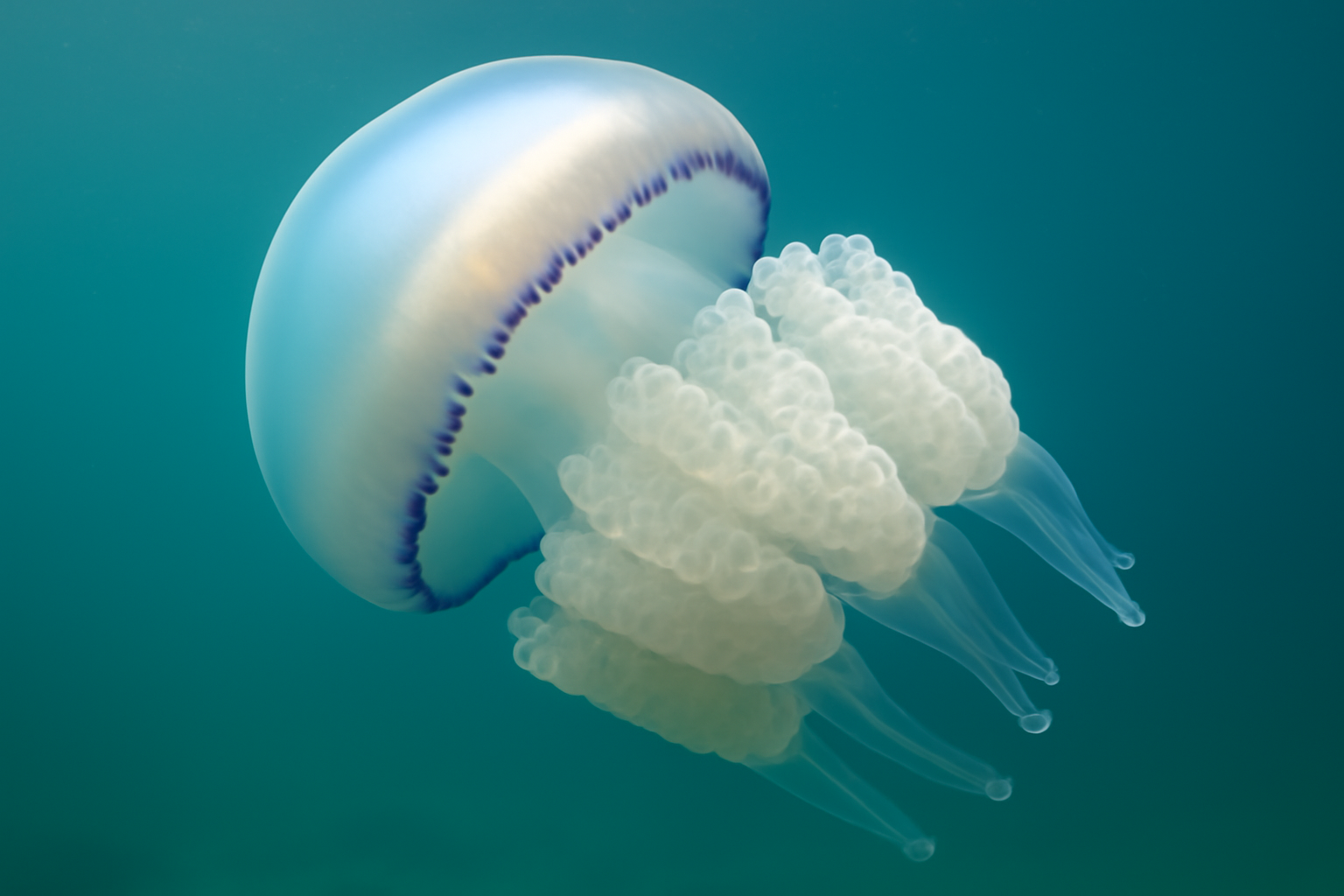 Barrel Jellyfish